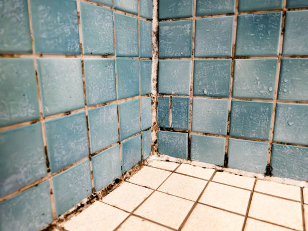 Mold Documentation for Insurance Claims in Eastlake, OH